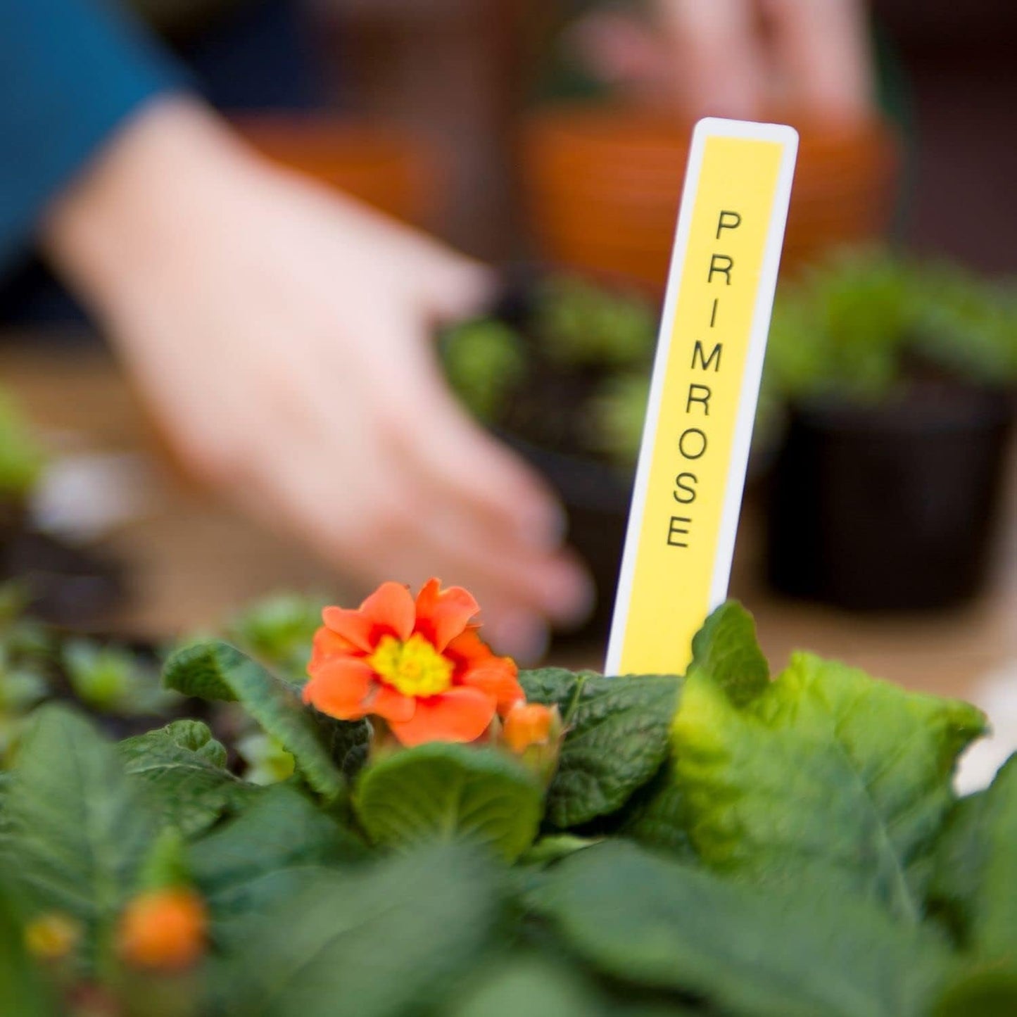 P-Touch, PTH110BP, Easy Portable Label Maker Bundle (4 Label Tapes Included), White, Small