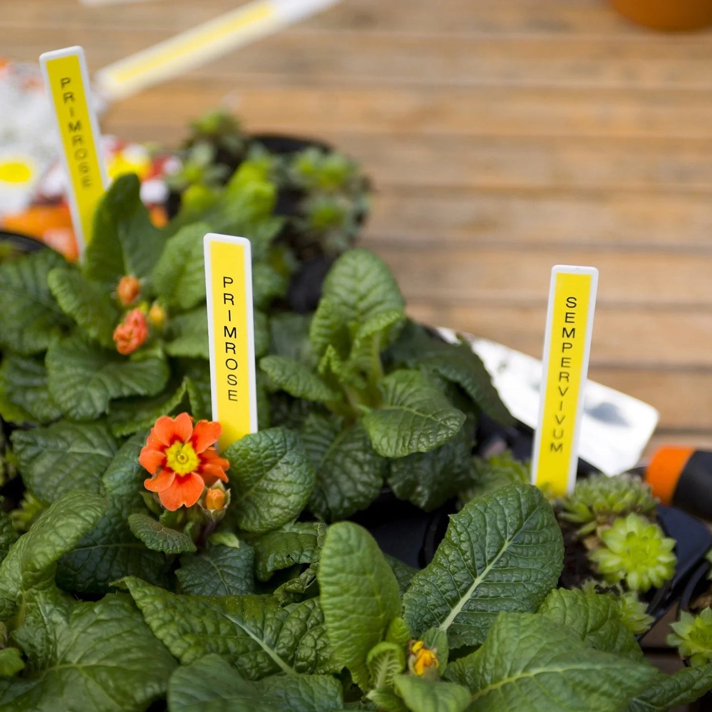 P-Touch PT-H103W Handheld Personal Label Maker with Tape, New, 1 Piece