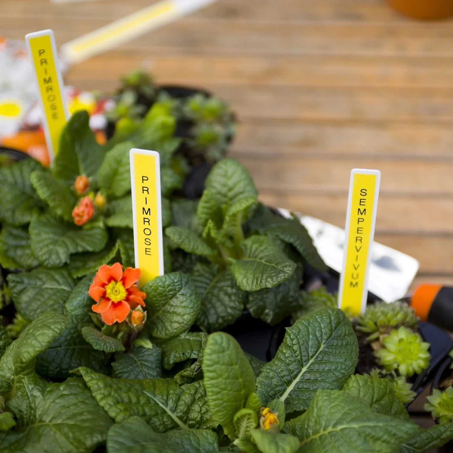 P-Touch PT-H103W Handheld Personal Label Maker with Tape, New, 1 Piece